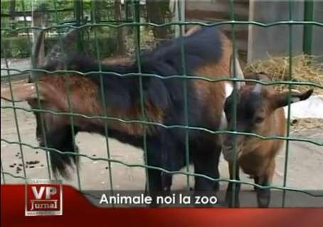 1187-454x320 Animale noi la zoo Bucov