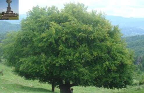 1x240-495x320 Concursul Arborele Anului isi desemneaza finalisti. Participa si tu!