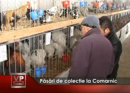 116-447x320 Păsări de colecţie la Comarnic