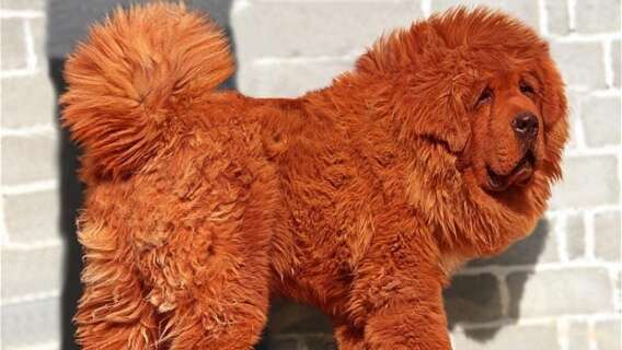 1196-568x320 Cel mai scump câine din lume: un mastiff tibetan roşu de 1 milion de lire sterline