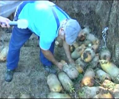 1244-385x320 Legume gigant în grădina unui braşovean VIDEO