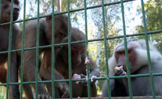 181-522x320 Sărbătoare inedită la Grădina Zoologică Bucov