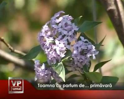 213-398x320 Toamna cu parfum de… primăvară