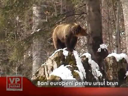 1151-427x320 Bani europeni pentru ursul brun din Bucegi