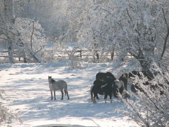 218 Cursuri de echitatie si excursii in grup-calare pe teren variat la Cheile Rasnoavei