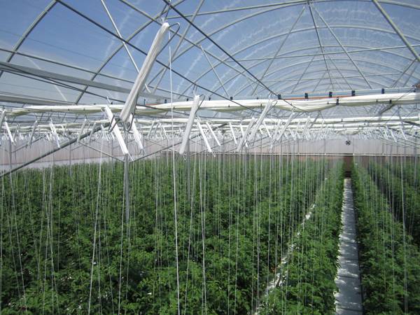 ATT8 "Sundrop Farms: Growing food in the desert" - Cea mai importantă invenţie a secolului al XXI-lea?