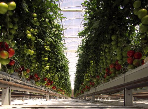 ATTB "Sundrop Farms: Growing food in the desert" - Cea mai importantă invenţie a secolului al XXI-lea?