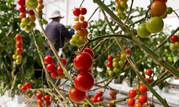 Food-from-the-desert-toma-008 "Sundrop Farms: Growing food in the desert" - Cea mai importantă invenţie a secolului al XXI-lea?